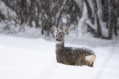 Roe Deer (Capreolus capreolus). Bieszczady Dağları, Karpatlar, Polonya.