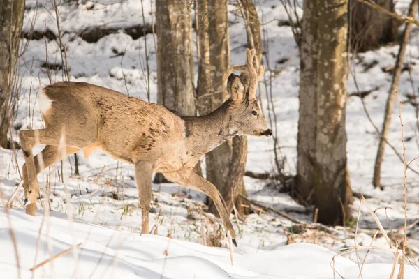 Een Roe Deer Capreolus Capreolus Bok Bieszczady Mountains Karpaten Polen — Stockfoto
