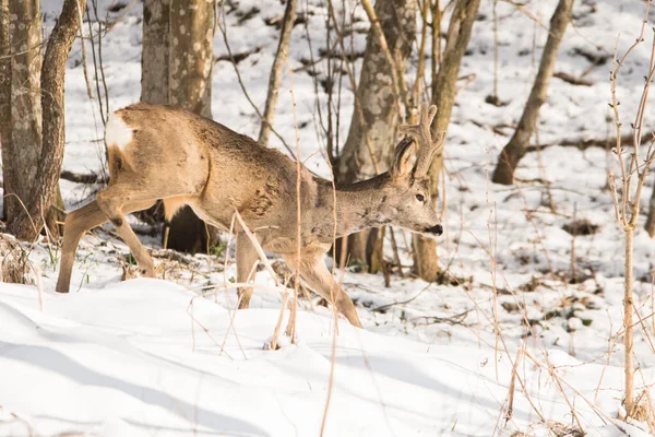 Een Roe Deer Capreolus Capreolus Bok Bieszczady Mountains Karpaten Polen — Stockfoto
