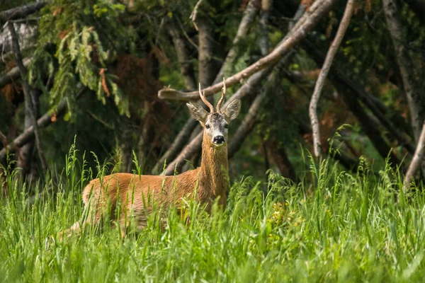 Capriolo Capreolus Capreolus Buck Montagne Bieszczady Carpazi Polonia — Foto Stock