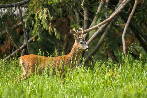 Veado Roe Capreolus Capreolus Bieszczady Mountains Carpathians Polónia — Fotografia de Stock