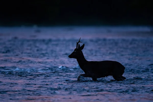 Roe Deer Capreolus Capreolus Buck Bieszczady Mountains Carpathians Poland — Foto Stock