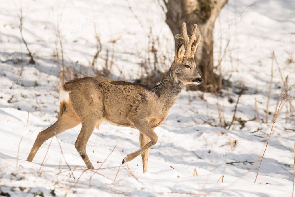 A Roe Deer (Capreolus capreolus) buck. Bieszczady Mountains, the Carpathians, Poland.