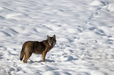 Gri Kurt (Canis lupus) doğal ortamında. Bieszczady Dağları, Karpatlar, Polonya.