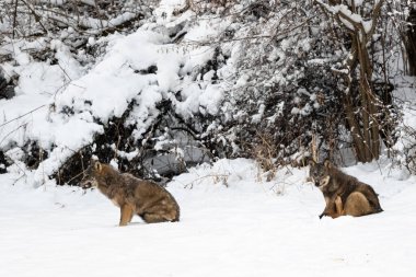 Gri Kurt (Canis lupus) doğal ortamında. Bieszczady Dağları, Karpatlar, Polonya.