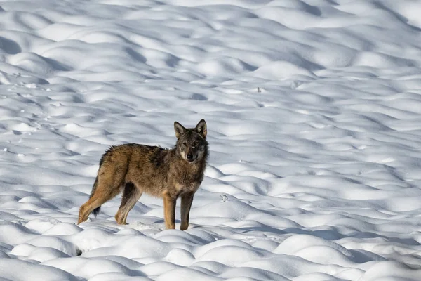 Lobo Cinzento Canis Lupus Seu Habitat Natural Bieszczady Mountains Carpathians — Fotografia de Stock