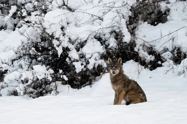 Lobo Cinzento Canis Lupus Seu Habitat Natural Bieszczady Mountains Carpathians — Fotografia de Stock