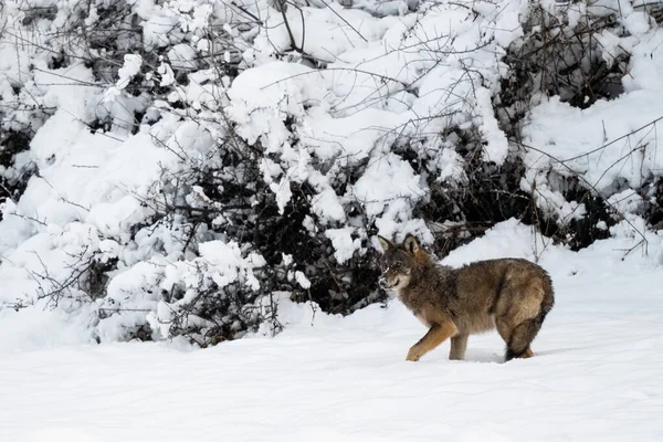 Grijze Wolf Canis Lupus Zijn Natuurlijke Habitat Bieszczady Mountains Karpaten — Stockfoto