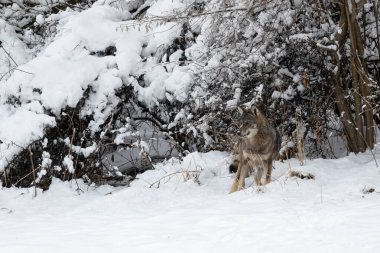 Gri Kurt (Canis lupus) doğal ortamında. Bieszczady Dağları, Karpatlar, Polonya.