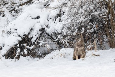 Gri Kurt (Canis lupus) doğal ortamında. Bieszczady Dağları, Karpatlar, Polonya.