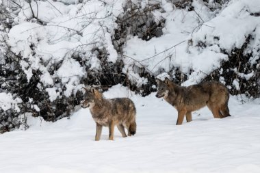 Gri Kurt (Canis lupus) doğal ortamında. Bieszczady Dağları, Karpatlar, Polonya.
