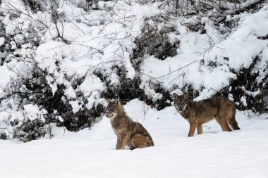 Gri Kurt (Canis lupus) doğal ortamında. Bieszczady Dağları, Karpatlar, Polonya.
