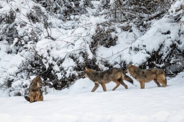Gri Kurt (Canis lupus) doğal ortamında. Bieszczady Dağları, Karpatlar, Polonya.