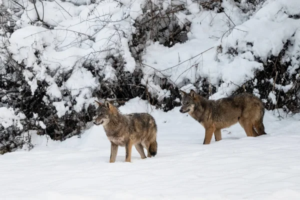 Grauwolf Canis Lupus Seinem Natürlichen Lebensraum Bieszczady Gebirge Karpaten Polen — Stockfoto