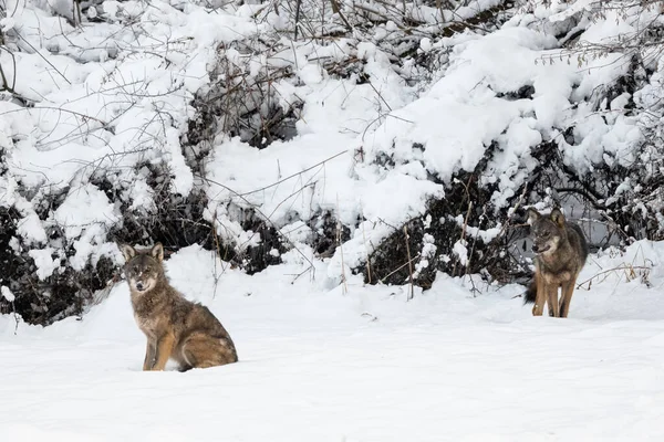 Lobo Cinzento Canis Lupus Seu Habitat Natural Bieszczady Mountains Carpathians — Fotografia de Stock
