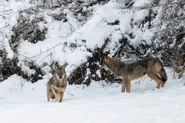 Lobo Cinzento Canis Lupus Seu Habitat Natural Bieszczady Mountains Carpathians — Fotografia de Stock