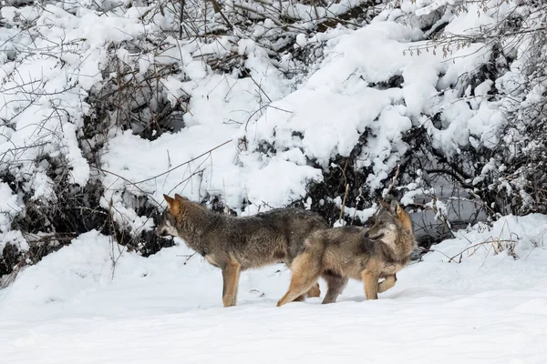 Grauwolf Canis Lupus Seinem Natürlichen Lebensraum Bieszczady Gebirge Karpaten Polen — Stockfoto