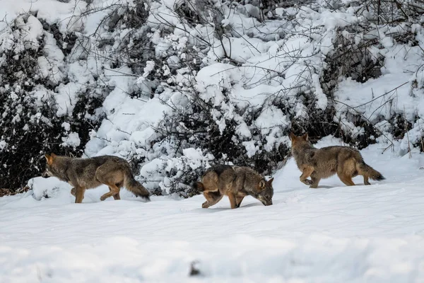 Grauwolf Canis Lupus Seinem Natürlichen Lebensraum Bieszczady Gebirge Karpaten Polen — Stockfoto