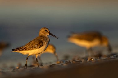 Dunlin (Calidris Alpina), Akdeniz kıyıları, Türkiye