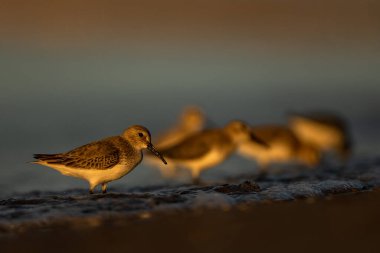 Dunlin (Calidris Alpina), Akdeniz kıyıları, Türkiye