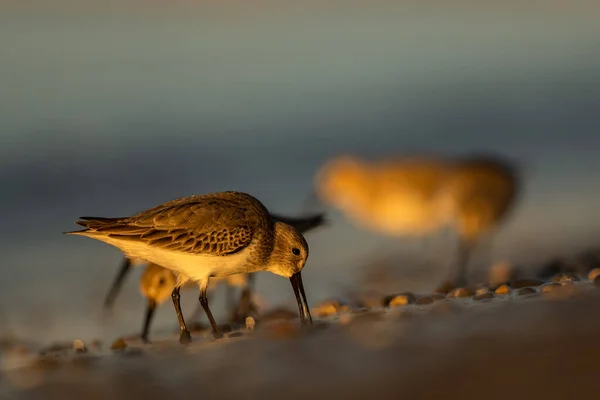 Dunlin Calidris Alpina Mediterranean Sea Coast Turkey — Stock Photo, Image