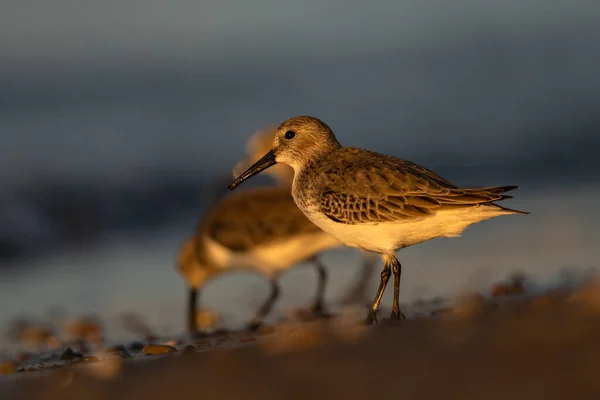 Dunlin Calidris Alpina Středozemní Moře Turecko — Stock fotografie