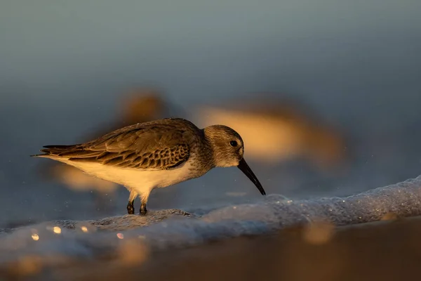 Dunlin Calidris Alpina Středozemní Moře Turecko — Stock fotografie