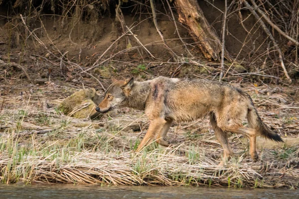 Lobo Cinzento Canis Lupus Seu Habitat Natural Bieszczady Mounains Carpathians — Fotografia de Stock