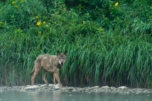 Grey Wolf Canis Lupus Its Natural Habitat Bieszczady Mounains Carpathians — 图库照片