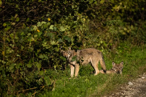 Lobo Cinzento Canis Lupus Seu Habitat Natural Bieszczady Mounains Carpathians — Fotografia de Stock