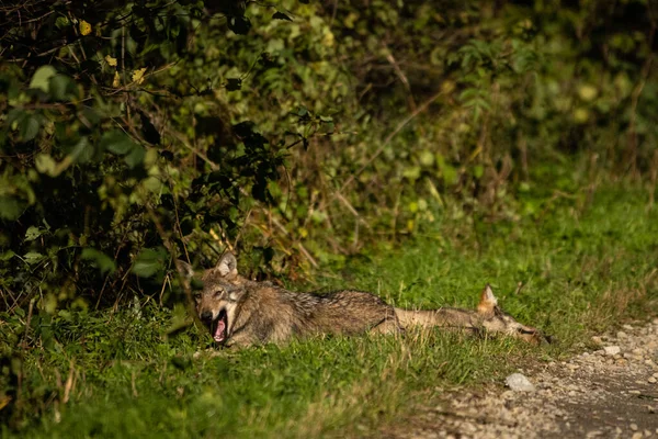 Сірий Вовк Canis Lupus Знаходиться Природному Середовищі Існування Bieszcady Mounains — стокове фото