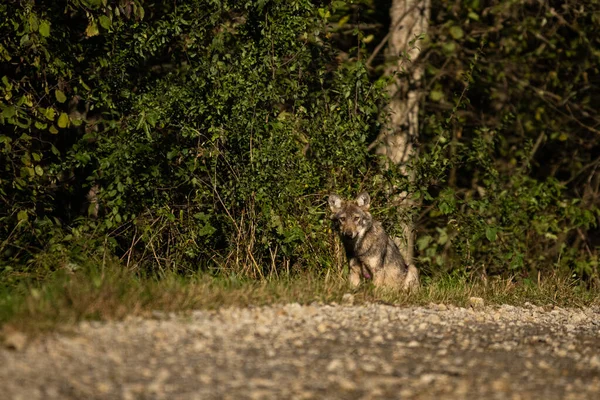 Lupo Grigio Canis Lupus Nel Suo Habitat Naturale Bieszczady Mounains — Foto Stock