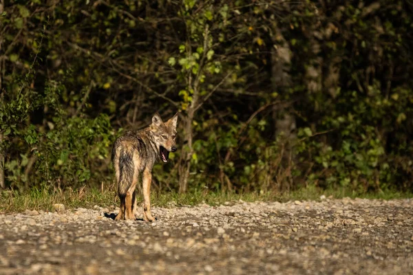 Серый Волк Canis Lupus Естественной Среде Обитания Бещады Карпаты Польша — стоковое фото