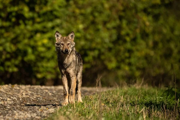 Lupo Grigio Canis Lupus Nel Suo Habitat Naturale Bieszczady Mounains — Foto Stock