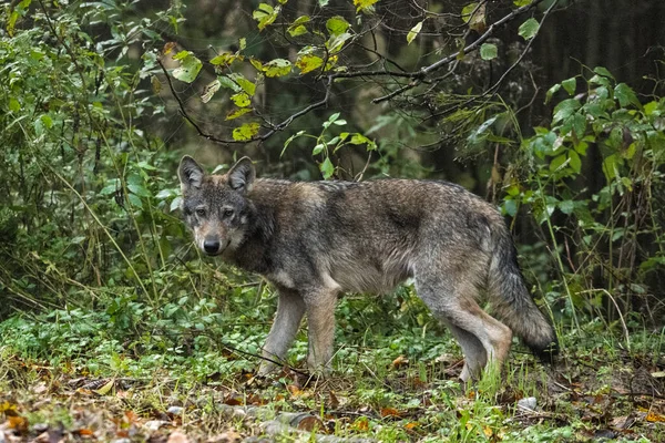 Lobo Cinzento Canis Lupus Seu Habitat Natural Bieszczady Mounains Carpathians — Fotografia de Stock