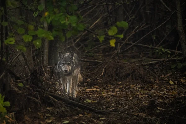 Серый Волк Canis Lupus Естественной Среде Обитания Бещады Карпаты Польша — стоковое фото