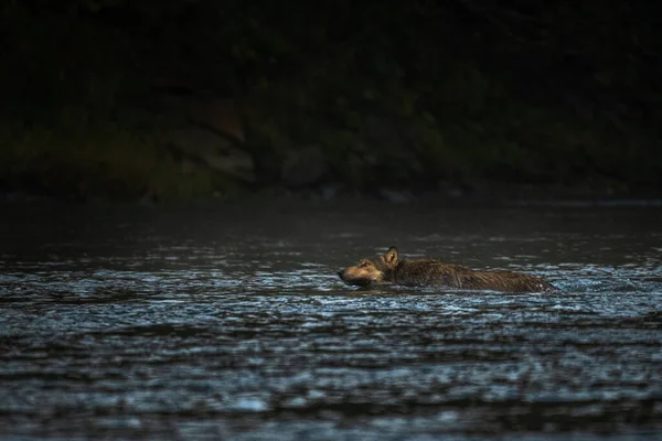 Loup Gris Canis Lupus Dans Son Habitat Naturel Montagnes Bieszczady — Photo