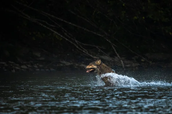 Lobo Cinzento Canis Lupus Perseguindo Veado Através Água Bieszczady Mounains — Fotografia de Stock