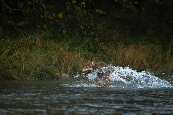 Ein Grauer Wolf Jagt Seine Beute Bieszczady Gebirge Karpaten Polen — Stockfoto