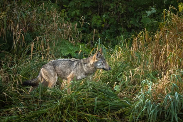 一只野生灰狼 金丝雀狼 进入他的自然栖息地 Bieszczady Mounains 喀尔巴阡山 — 图库照片