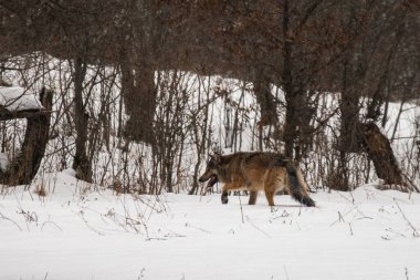 Bir Gri Kurt (Canis lupus) doğal yaşam alanına girer. Bieszczady Dağları, Karpatlar, Polonya.