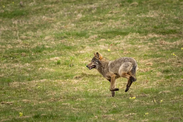 Grey Wolf Canis Lupus Its Natural Habitat Montañas Bieszczady Los — Foto de Stock