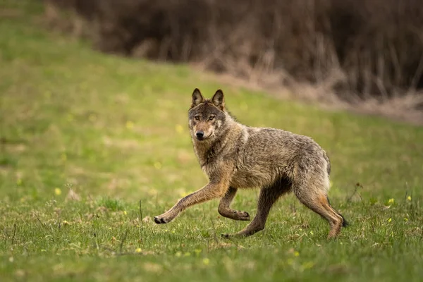 Grey Wolf Canis Lupus Its Natural Habitat Montañas Bieszczady Los —  Fotos de Stock
