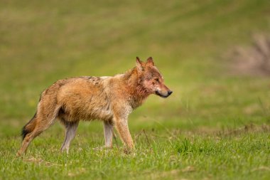 Bir Gri Kurt (Canis lupus) doğal yaşam alanına girer. Bieszczady Dağları, Karpatlar, Polonya.