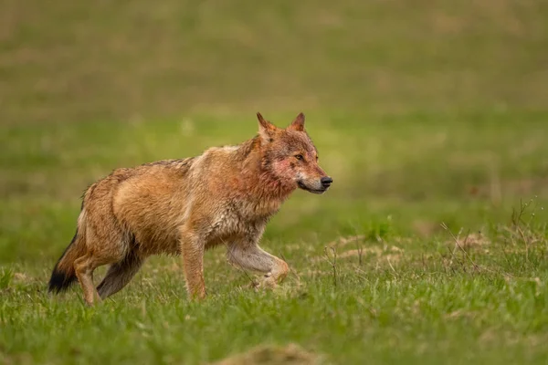 Lupo Grigio Canis Lupus Nel Suo Habitat Naturale Bieszczady Mounains — Foto Stock