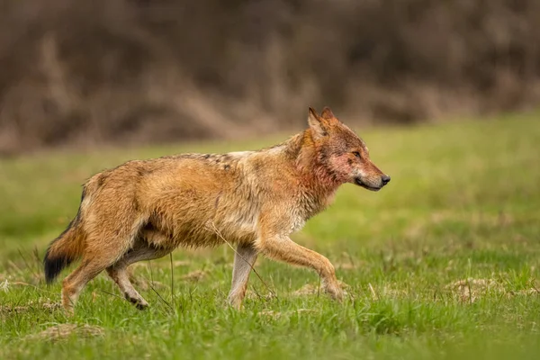 Grey Wolf Canis Lupus Its Natural Habitat Bieszczady Mounains Carpathians — Stockfoto
