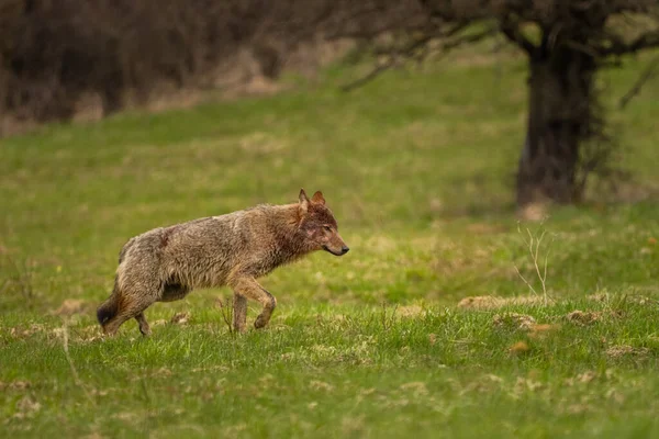 Lobo Cinzento Canis Lupus Seu Habitat Natural Bieszczady Mounains Carpathians — Fotografia de Stock