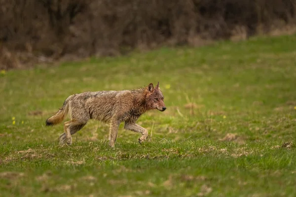 Ein Grauer Wolf Canis Lupus Seinem Natürlichen Lebensraum Bieszczady Gebirge — Stockfoto
