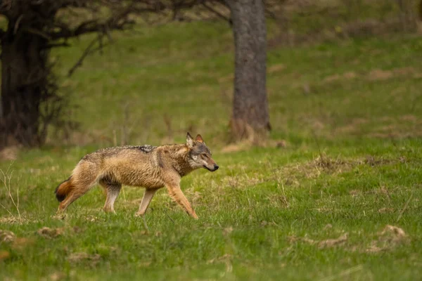 Grey Wolf Canis Lupus Its Natural Habitat Bieszczady Mounains Carpathians — Stock Photo, Image