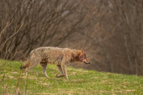 Lobo Cinzento Canis Lupus Seu Habitat Natural Bieszczady Mounains Carpathians — Fotografia de Stock